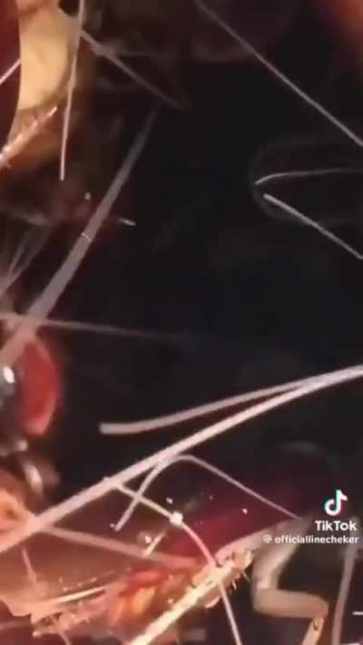 Video gave me chicken skin Eddie
