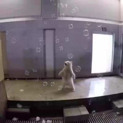 Although it appears to be, polar bears fur isn't actually white. It's transparent with a hollow core that reflects light. The skin of a polar bear is black.