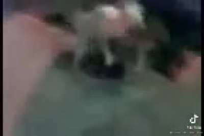 Yo