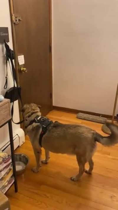 Getting your dog ready for a walk and &ldquo;forgetting&rdquo; to take him with you
