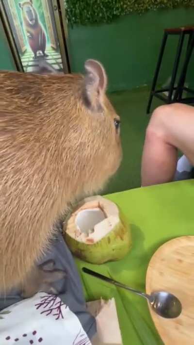 Naughty capy stealing coconuts in Thailand 🇹🇭🌴
