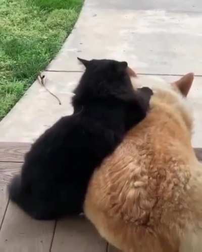 Бро, да не переживай ты так, я с тобой!
