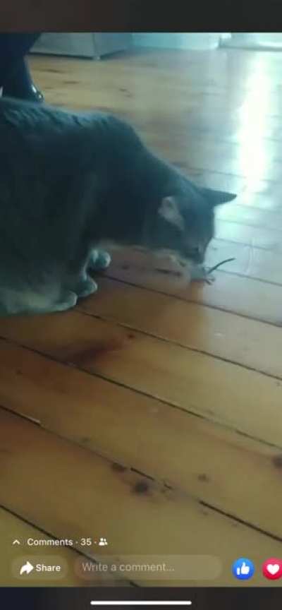 Let go of the dead mouse