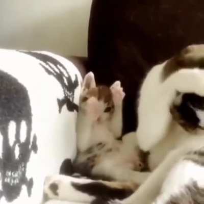 This Kitty Learning To Groom.