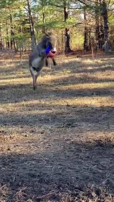 While donkeys may have a notorious reputation for being stubborn, they are actually quite fearless dealing with predators as well as intelligent, playful and curious. When this donkey in Arkansas received presents a few days ago, his owner reported he "al