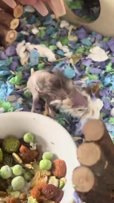 A 5 years old hamster