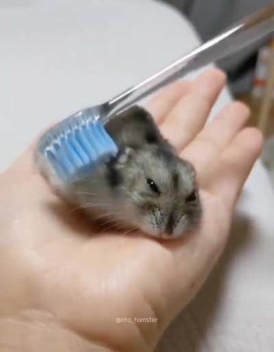 Brushy brushy