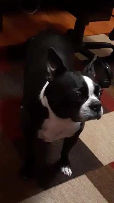 My dog Fozzy will wait forever and stare until you throw any toy.