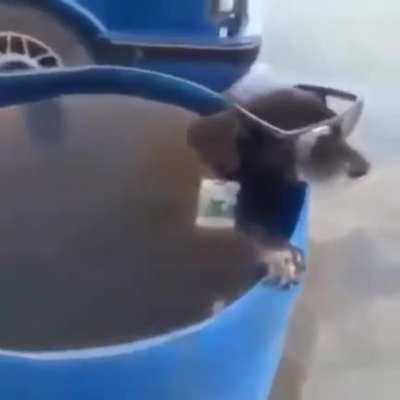 rei das 9vinha