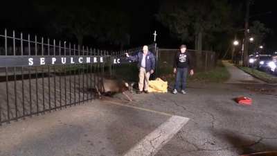 Deer is finally set free...