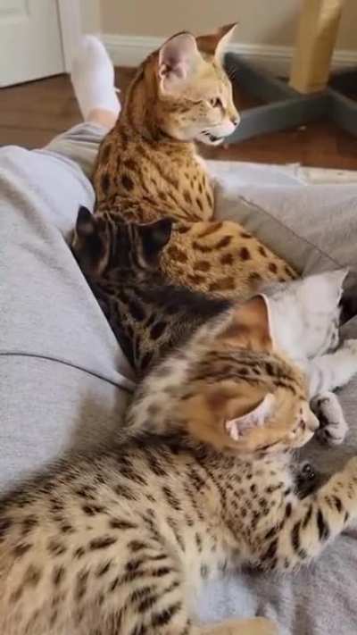 Котики
