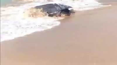 Largest sea turtle 