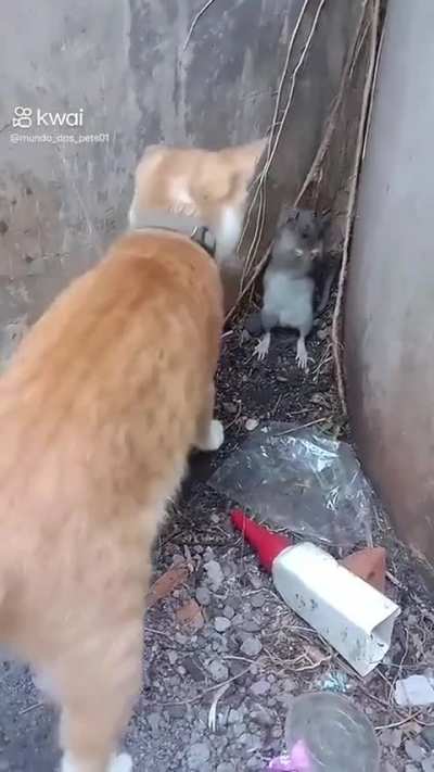 Transfer&ecirc;ncia de cuzcuz ps&iacute;quico