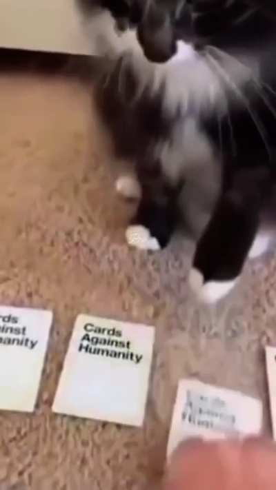 😺