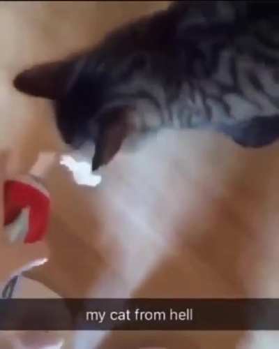 This cat wants the reddi wip caw caw