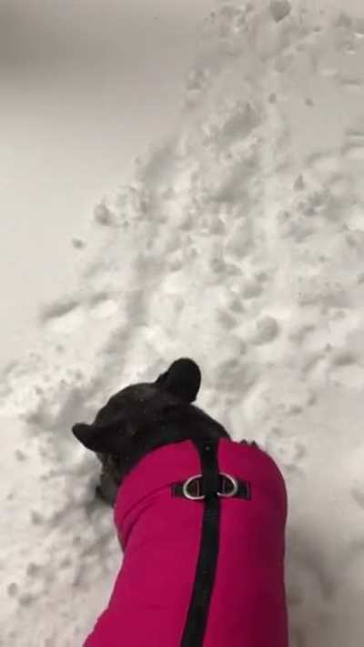 Dog was like "nope" and did a 180
