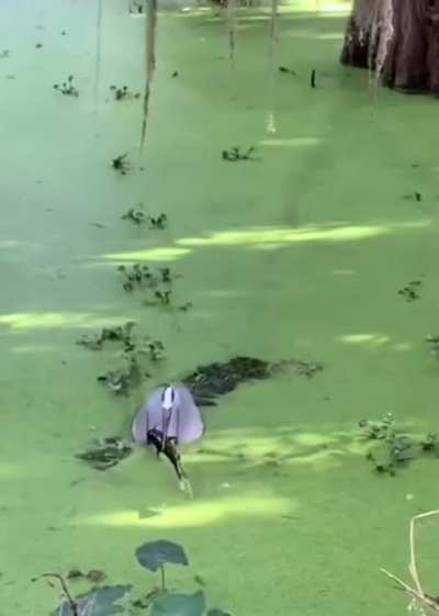 Great blue heron