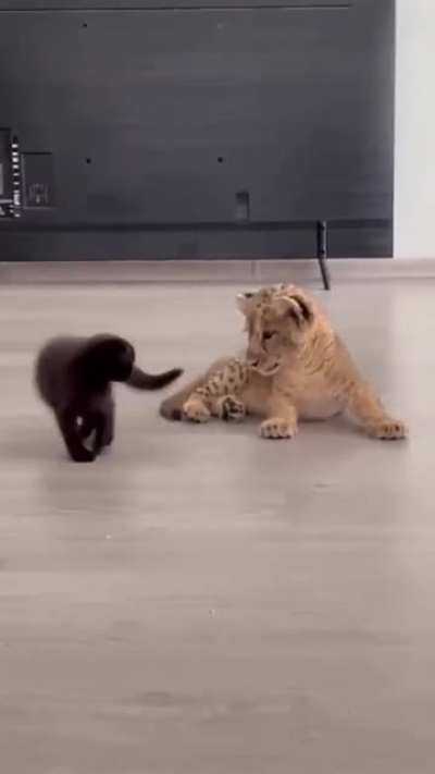 Feather weight vs extra heavy weight