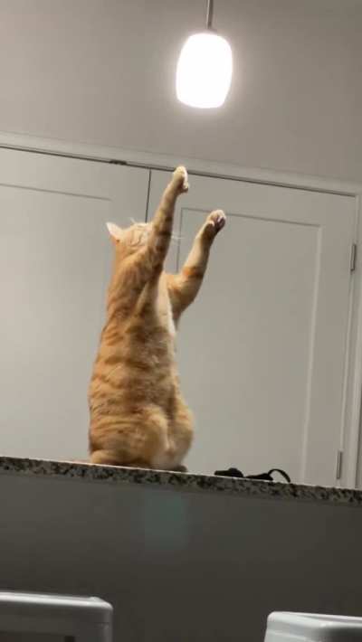 High On Catnip