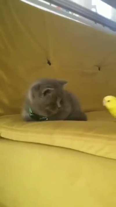 cuteness overloaded.