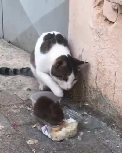 touch tha mouse