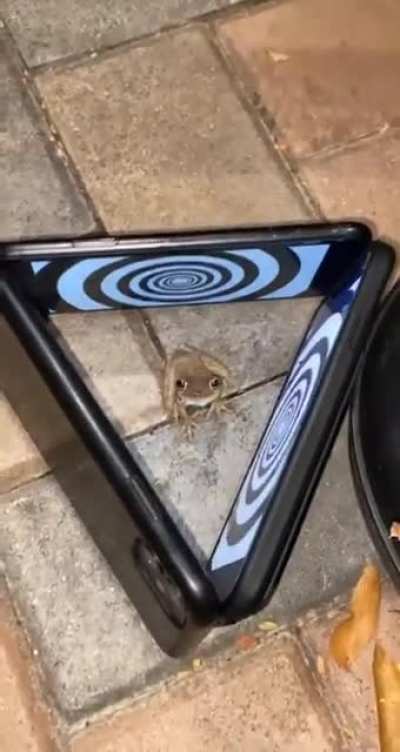 Let&rsquo;s confuse a frog