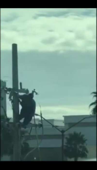Guy Electrocuted on top of Pole, i believe the harness stops him from falling