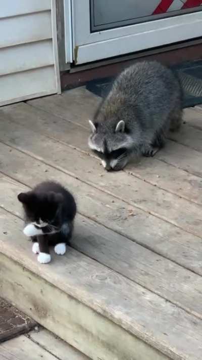 It&rsquo;s just fun to watch trash pandas do trash panda things
