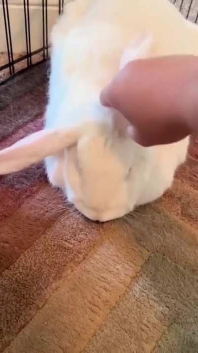 Losercity rabbit 