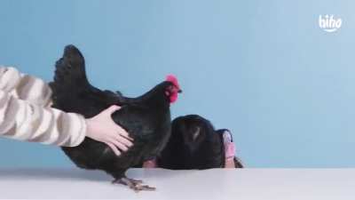 Beeg Chicken