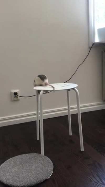 Where do you think he got those skills?