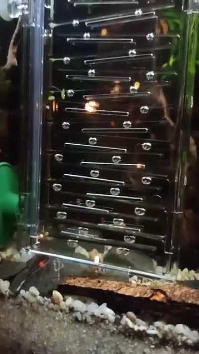Hypnotizing beautiful Dennerle CO2 Ladder in my 240L, Its running right now!