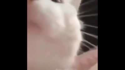 Cat&rsquo;s vibing