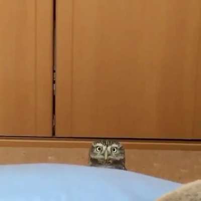 Peekabo 🦉