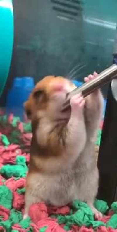 Thanks I hate hamsters drinking
