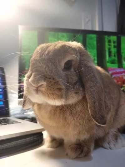 Nose twitch 🥰