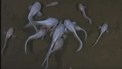 World's deepest fish filmed 23,000 feet (7000 meters) deep in Mariana Trench