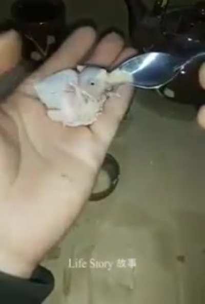 This person brought up this parrot from an egg left by its mother that died