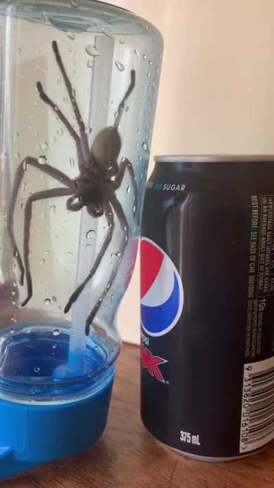 It must be summertime&hellip; I chased this absolute unit out of the back of my car today.