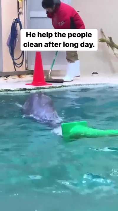 Helpful Otter