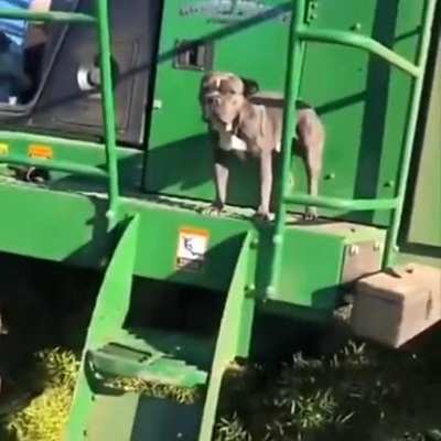 this is why we love dogs