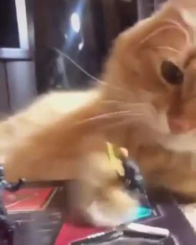 Touch tha Toys.