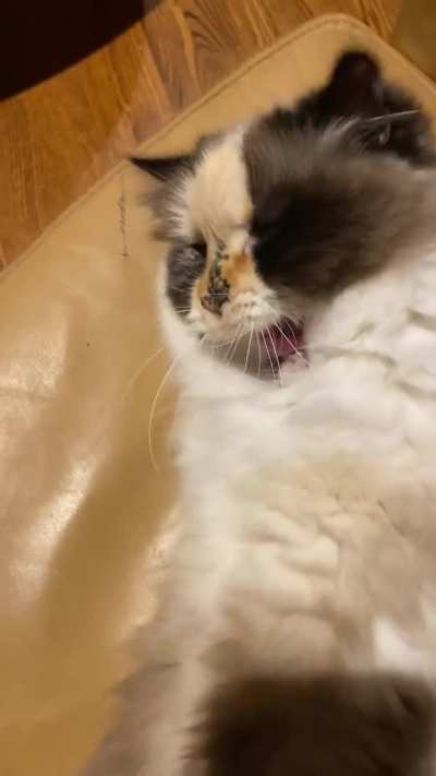 The Poppy Yawn
