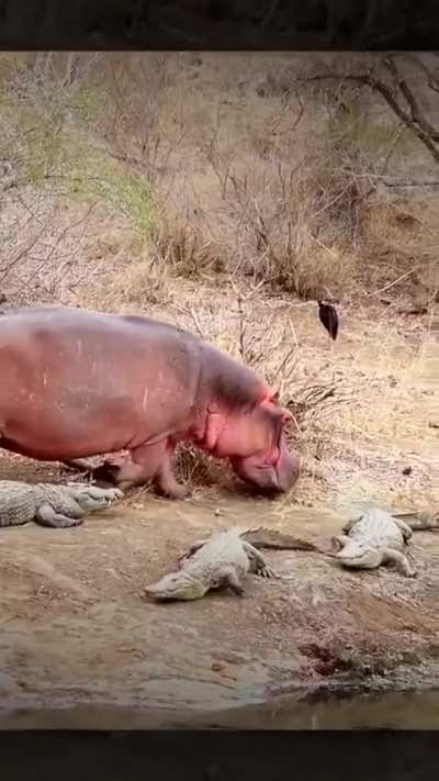  Walks like a boss🦛