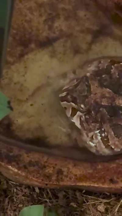 Hey I noticed something weird. While feeding my frog, some bubbling was happening. Have yall&rsquo;s ever done this?