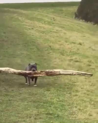Proud boy finding best stick