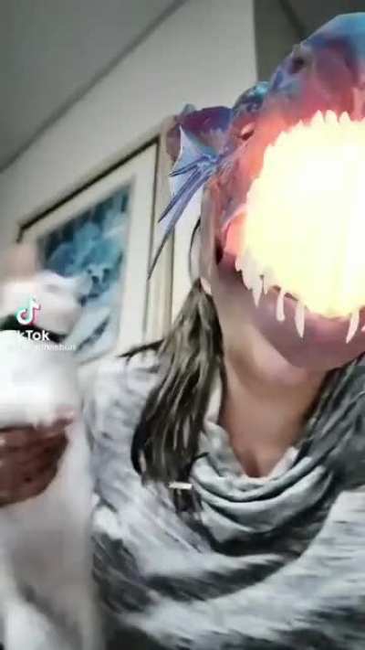 Gato entro em desespero