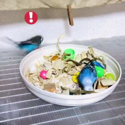 PartyBirbs
