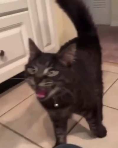 The cat has vocals.