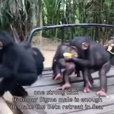 Monke grindset